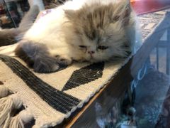 -小尾巴宠物店(万科·金域华庭店)