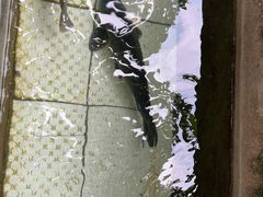 -钰田大院·怀柔地道农家菜·烤虹鳟鱼(雁栖湖店)