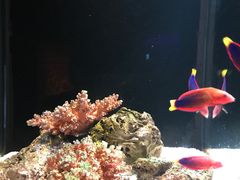 -暹罗海洋世界