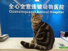 -全心全意连锁动物医院·微创中心·内科急重症·心脏专科(丰管路店)