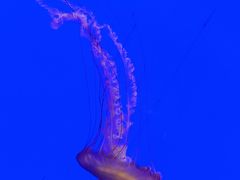 -上海海洋水族馆