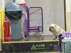 -宠爱国际动物医院·消化内科·心肾内科·ISFM猫友好(望京店)