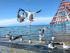 -青海湖国家重点风景名胜区