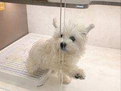 -翊宠yipet猫狗购宠庄园犬舍•猫舍