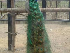 -石家庄市动物园