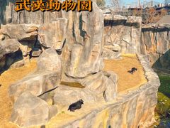 -武汉动物园