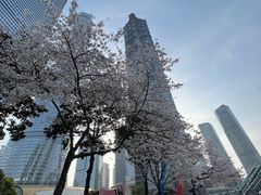 -陆家嘴中心绿地