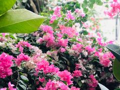 -呀路古热带植物园