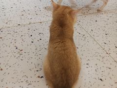 -猫域·湾主题猫咖·宠物吧(南坪城市广场店)