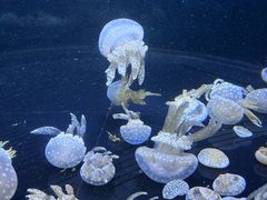 -暹罗海洋世界