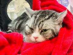 -申普宠物医院·心脏介入·心血管微创(总院)
