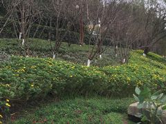 -重庆彩云湖湿地公园