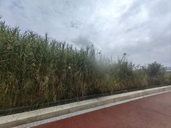 -西安浐灞国家湿地公园