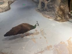 点击看大图 -Zoolung Zoolung动物主题公园(海信广场店)