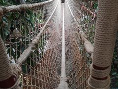 -正佳雨林生态植物园
