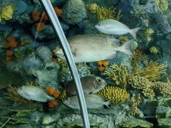 -上海海洋水族馆