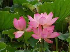 -荔湾湖公园