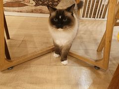-Let's go狗咖·猫咖·奶狗·桌游(春熙路IFS店)