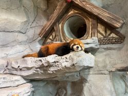 -Zoolung Zoolung动物主题公园(海信广场店)