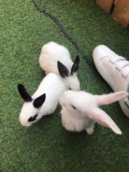 -萌宠亲子动物乐园(槐房万达店)