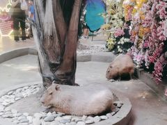 -正佳雨林生态植物园