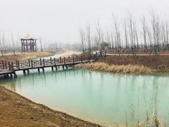 -泗洪洪泽湖湿地景区