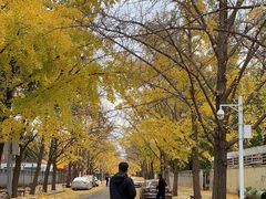 -三里屯东五街银杏大道