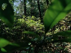 -广州市白云山风景名胜区