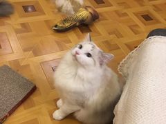 -MOYOYO猫咪咖啡店