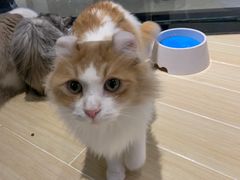 -momokira米努特·德文卷毛猫·棉花面纱犬