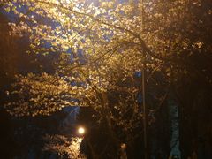 -武汉大学-樱园