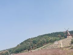 -大塘金香草谷