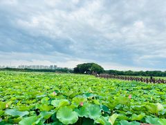 -荷塘月色湿地公园·向阳花洲