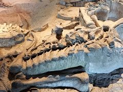 -自贡恐龙博物馆