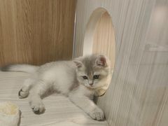 -屋虎猫馆(宝安大仟里店)