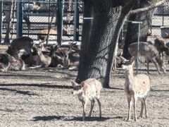 -北京麋鹿生态实验中心