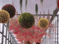 -上海鲜花港
