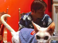 -猫色咖啡·猫咖