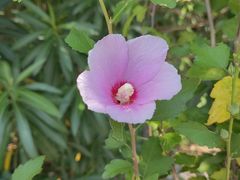 -上海吴淞炮台湾国家湿地公园