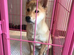 -汪说·狗咖(旺城大厦店)