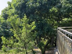 -大屏嶂森林公园