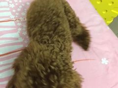 -芭比堂动物医院·24小时·眼科中心(深圳中心)