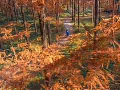 -黄海国家森林公园