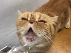 -猫友咖啡店(玉林西路店)