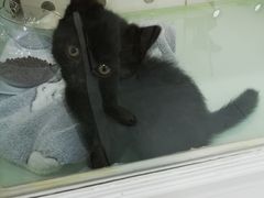 -糯米喵星人·撸猫猫舍咖啡馆(西市场嘉华店)