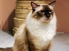 -猫儿山۰猫主题餐厅