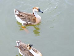 -海珠湖公园