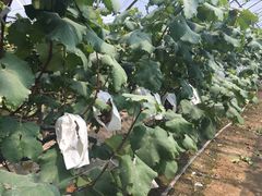 -马陆小张葡萄园农家乐