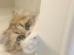 -十月米努特矮脚猫舍