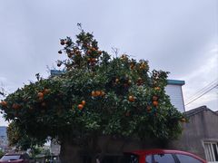 -西湖外事游船(花港观鱼码头)